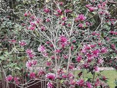 -中国科学院西双版纳热带植物园