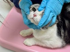 -爱妮康宠物医院·干细胞免疫细胞·肿瘤·心脏(张江店)