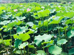 -荷塘月色湿地公园·向阳花洲