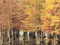 -白鹭湾湿地公园