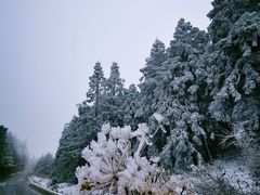 -武陵山森林公园