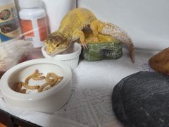 -守诺宠物医院·眼科· 特色牙科·异宠专科(虹口店)