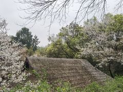 -中国茶叶博物馆(双峰馆区)