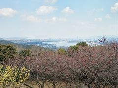 -香雪海