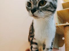 -BABIT巴比特宠物(MOMOPARK店)