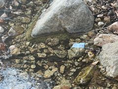 -王顺山国家森林公园