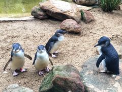 -费瑟代尔野生动物园