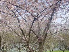 -苏州上方山国家森林公园