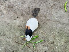 -前小桔亲子创意农场·草莓采摘·露营烧烤