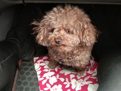 -盛扬煎饼果子(总店)