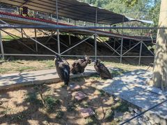 -西霞口神雕山野生动物世界