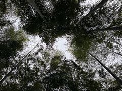 -中国大竹海景区