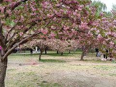 -莲花池公园