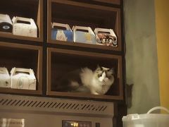 -咖法森林·咖啡  酒吧(天河店)