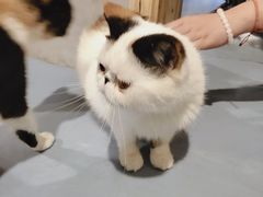 -猫色咖啡·猫咖