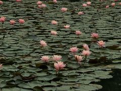 -白鹭湾湿地公园