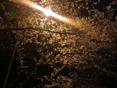 -武汉大学-樱园
