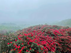 -贵州百里杜鹃风景名胜区