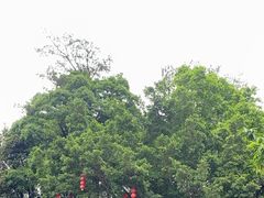 -广州市流溪河国家森林公园
