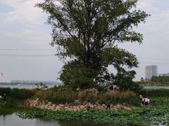 -北龙湖湿地公园