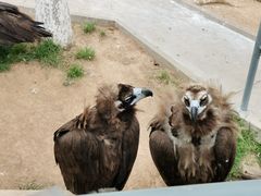 -西霞口神雕山野生动物世界