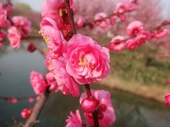 -花开海上生态园