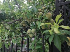 -丽泽山庄·生态怀柔菜·虹鳟鱼(红螺寺店)