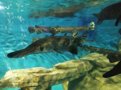 -泉州海丝野生动物世界