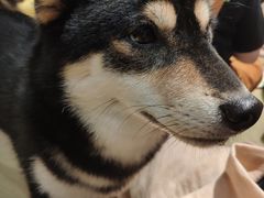 -逗柴咖啡屋·狗咖猫咖宠物桌游