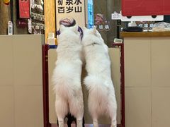 -和它·交个朋友·狗咖猫咖(爱琴海店)