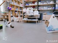 -十年猫舍·猫咪专门店(普陀店)