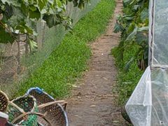 -马陆小张葡萄园农家乐