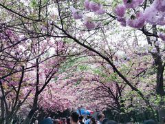 -西安青龙寺遗址景区