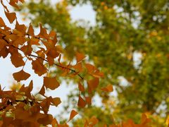 -金地格林小镇6号院