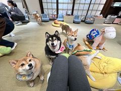 -逗柴咖啡屋·狗咖猫咖宠物桌游