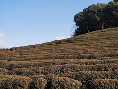 -杭州植物园