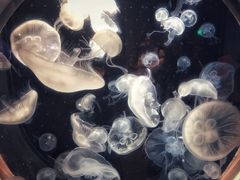 -鹿儿岛水族馆