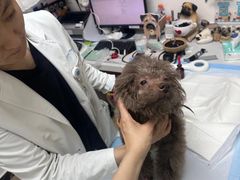 -美联众合动物医院·24h转诊中心