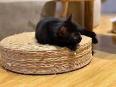 -啵啵喵·猫咖(攀华国际店)