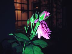 -花苑里咖啡(威远店)