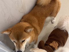 -共舞时光猫咖·狗咖(新街口店)