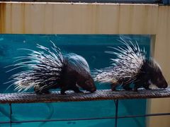 -清迈夜间动物园