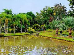 -中国科学院西双版纳热带植物园