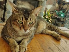-喵屿·大理花园猫咖