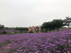 -大塘金香草谷
