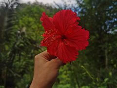 -海南热带雨林国家公园吊罗山景区