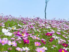 -洋湖国家湿地公园