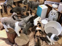 -more than meow吴止猫主题餐厅(承德 中船汇店)