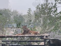 -北京野生动物园