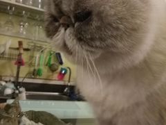 -猫色咖啡·猫咖